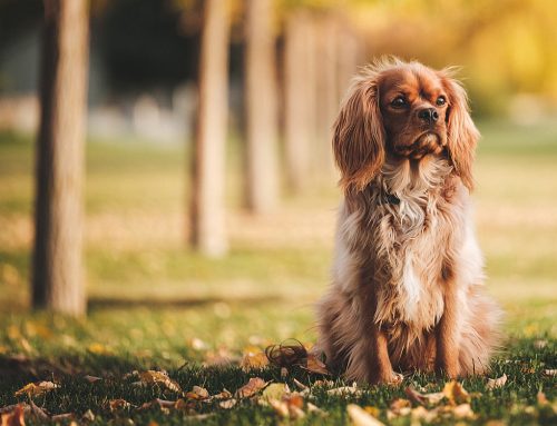 Keeping Your Dog&rsquo;s Coat Healthy