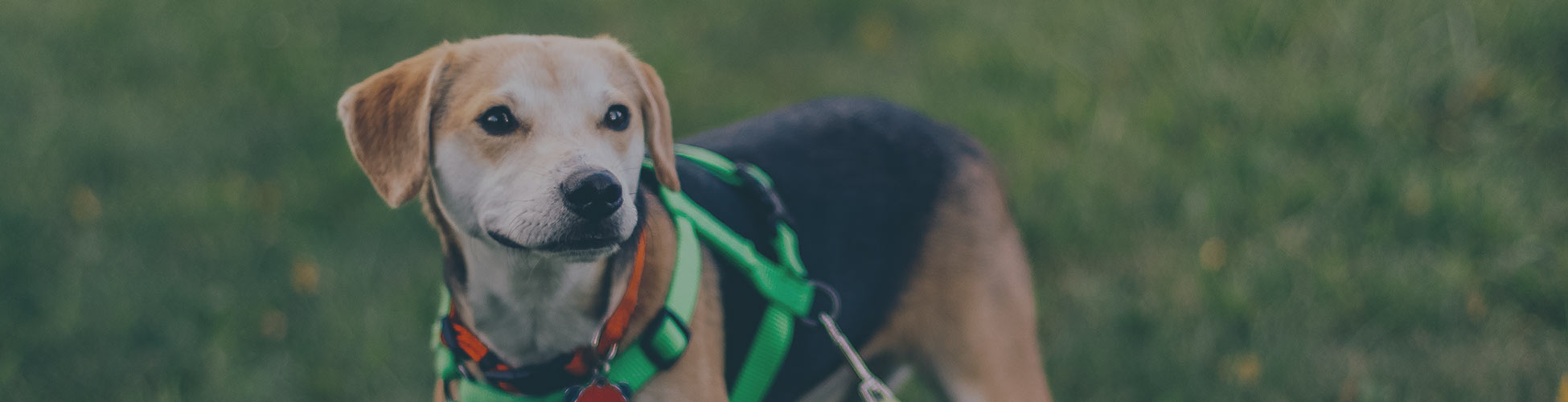 Dog on Leash Dog on Leash